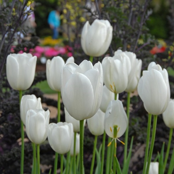 French Tulip Maureen Tulips Flowers and Fillers Flowers by